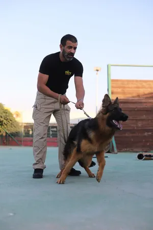 **متوفر عنا جيرمن شيبرد في The Pet Zone** إذا بتدور على كلب وفيّ، ذكي وقوي... الجيرمن شيبرد خي