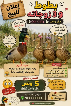 بطوط وزوجاته الثلاث للبيع