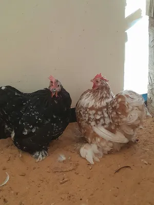 كوبيا استرالي منتجة بحديها