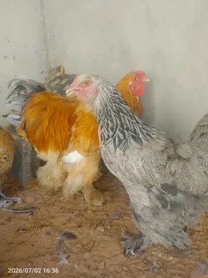 كوبيا براهمة