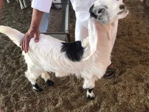 شراء حلال معزه وغنم