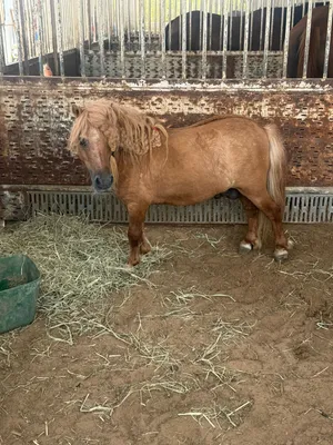 Pony for sale