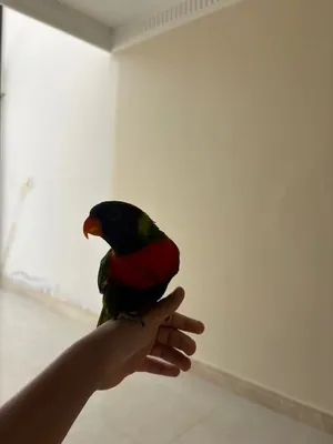 لوري للبيع