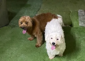 Havaneese dog