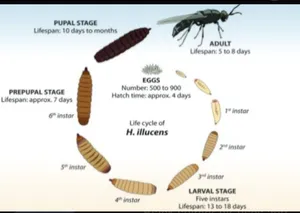 يرقات ذبابة الجندي الاسود( black soldier fly( bsf
