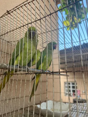 طيور الدره