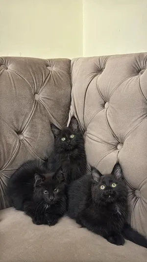maincoon with pdgree