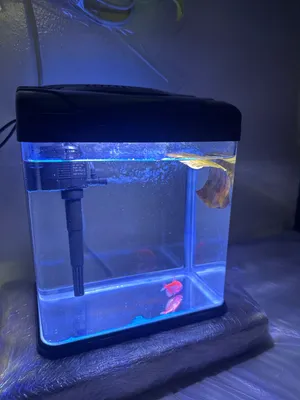 Aquarium tank