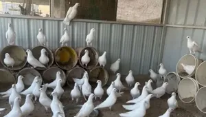حمام لاحم وزاجل مشكل