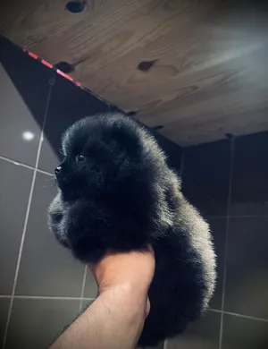 Pomeranian puppies