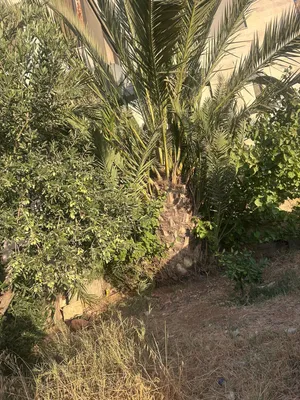 نخلة مثمرة طولها من مترين ونصف إلى ثلاث أمتار يوجد تفاوض
