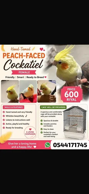 Singing cockatiel