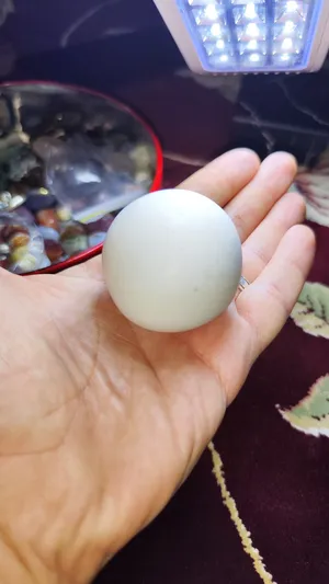 حجر تجلیخ ماسی