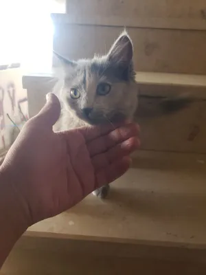 قطه اليفه شيرازي عرطه