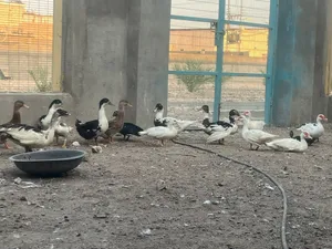 بش خضيري بش مصري