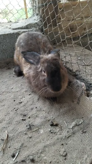 ارنب سابل امريكي ارنب سابل امريكي