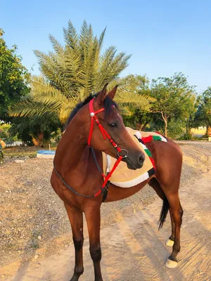 فرس مهجنه للبدل ع حصان