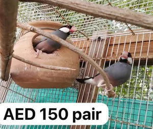 Breeding pair