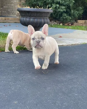 French Bulldog Puppies