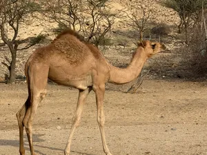 بكره باطنيه للبيع