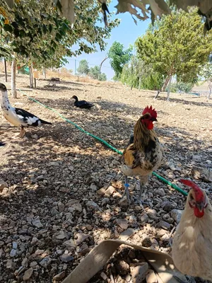 صيصان بلدي ولهمان وديك بلدي