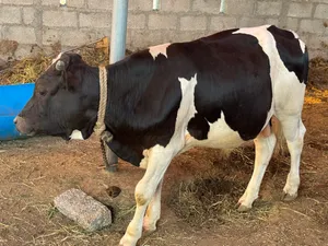 ثيران ظفاريه سمينه للبيع
