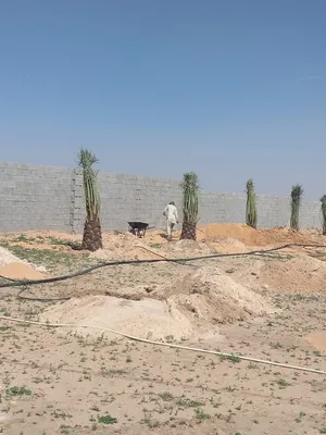 نخيل للبيع أجود الأنواع الموقع القصيم