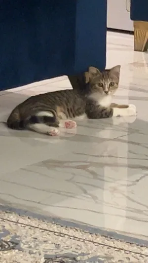 قطه للتبني