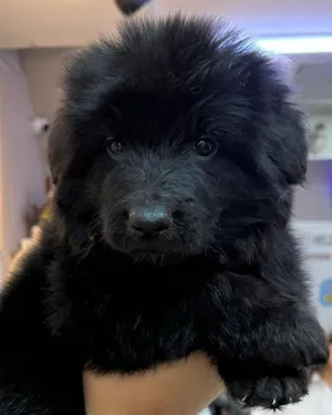 Long hair German shepherd puppies يراوه لونق هير جيرمن شيبرد