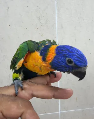 لوري ريد كلورايد العمر شهر متعلم على الغر The red-collared lorikeet one month old