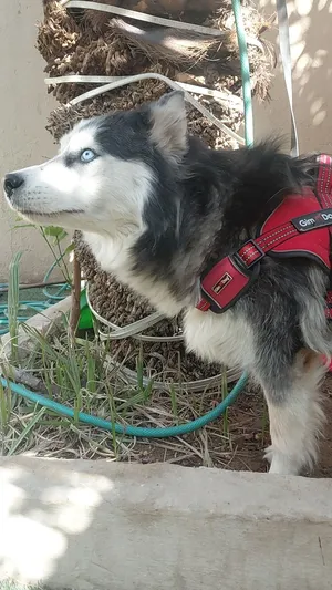 Female Siberian Husky for Sale – SAR 600 (Negotiable) Location: Riyadh, Saudi Arabia