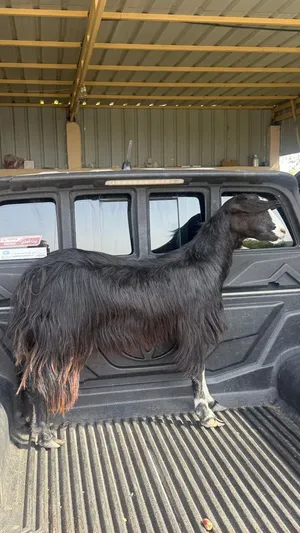 سخله حلال طيب