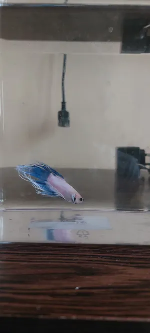 Fight or betta fish male and female available