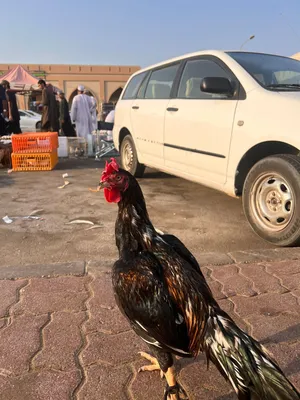 ديك تشانجرا للبيع ميوالي سندي