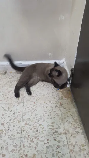 قطة سيامي سنتين للبيع