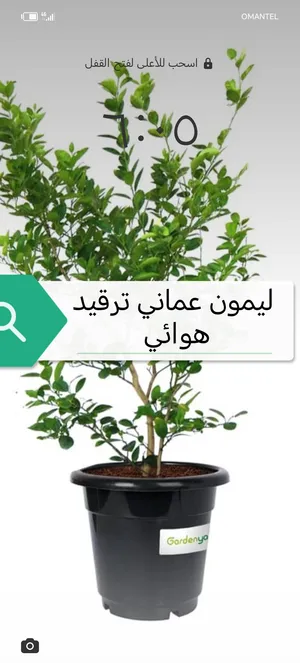 عرض خاص شتلات الليمون العماني