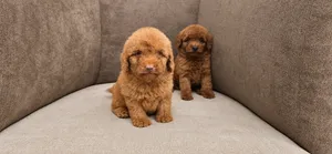 Pomernian and poodle