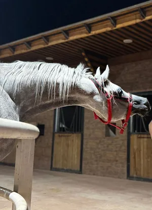 خيل عربي واهو ابن ابطال العمر 3 سنوات