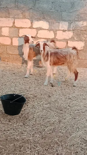 بيع المواشي