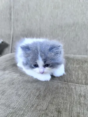 cat mahooz