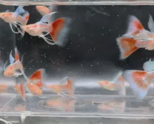 Guppies and mollies