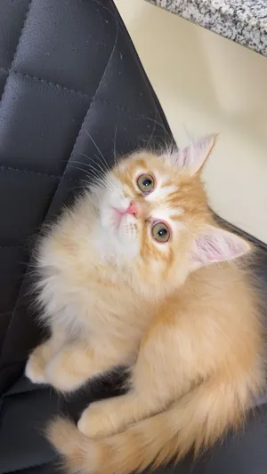 للبيع Chinchilla ذكر لون Golden /Orange
