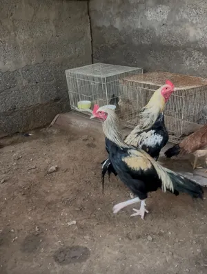ديك ماكراني