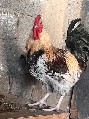 فروج فرنسي للبيع حجم وغلض الله يبارك فرجا