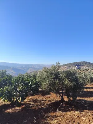 Farm Land for Sale in Jerash Al-Mastaba