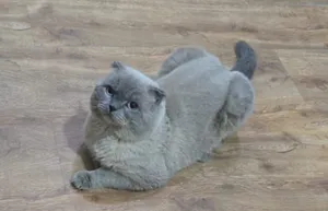 Scottish fold