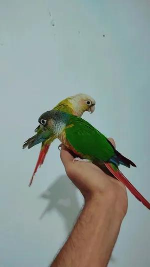 أقره الوصف مهم زوج كنيور لبيع أو اراوسهن بغير طيور