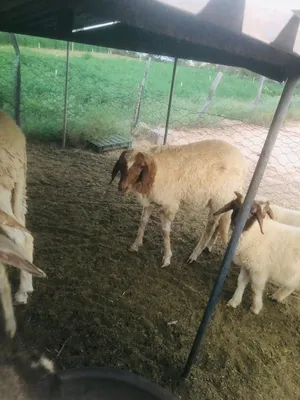فطيمة عمرها 6شهور