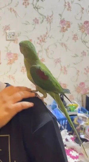 ببغاء درا نيبالي اليف متكلم