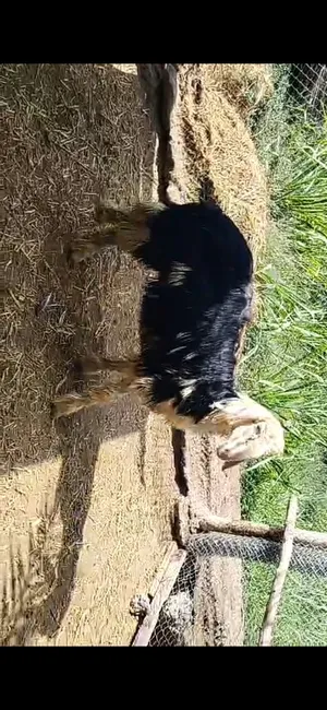 كبش نجدي بيور ما شاء الله